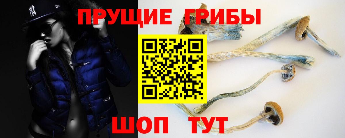 Сланцы  Псилоцибиновые грибы GOLDEN TEACHER  Вход с VPN  Псилоцибиновые грибы Cubensis 